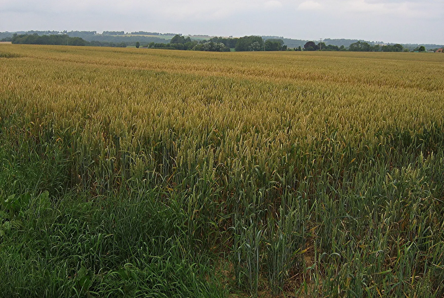 Campo de trigo